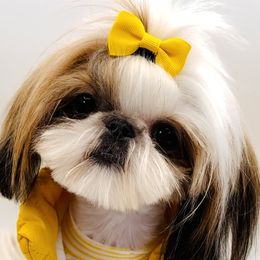 Sashay - Shih Tzu