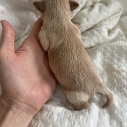 Morkie Puppies from Morkies of Milton