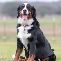 Dixie - Bernese Mountain Dog
