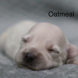 Oatmeal - White male Miniature Schnauzer puppy in Tremonton, Utah from Rocky Mountain Schnauzer