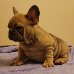 French Bulldog Puppies from Charles Frenchies