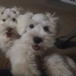 Jon Snow - Parti Miniature Schnauzer puppy in Mcarthur, California from Nebula Equine & Canine