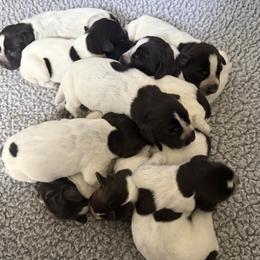 Girl 1 - Liver and white female German Wirehaired Pointer puppy in Thomasville, North Carolina from Cypress Ridge GWP