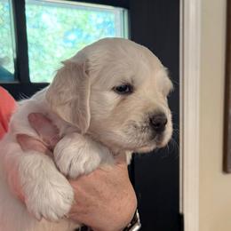 Female 5 - Light golden female Golden Retriever puppy in College Station, Texas from Golden Care Golden Retrievers