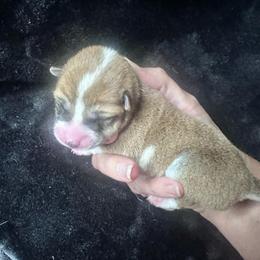 Theos - green collar - Red male Shiba Inu puppy in Inverness, Florida from Shore Thing Shiba’s