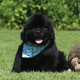 Bubbles  Blue Collar - Black female Newfoundland puppy in Kimball Twp, Michigan from Pine River Newfoundlands