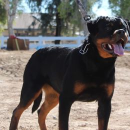 Rottweilers from Von Hause Herrera