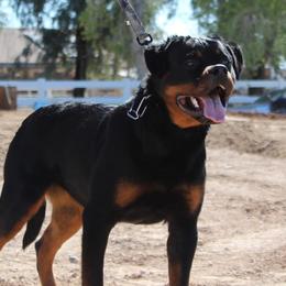 Rottweilers from Von Hause Herrera