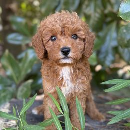 Eugene - Red male Cavapoo puppy in Rio Linda, California from VitPom Puppies