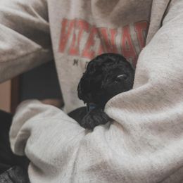 Poodle Puppies from Huckleberry Standard Poodles