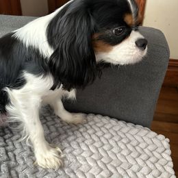 Khaleesi - Cavalier King Charles Spaniel