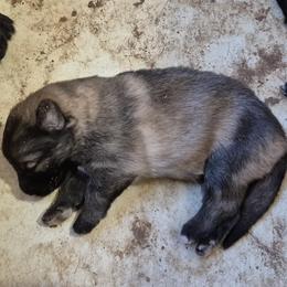 Girl 3 - Sable female German Shepherd puppy in Lake George, Colorado from High Country German Shepherds