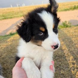 Cheese (Yellow) - Black tri-color male Australian Shepherd puppy in Vona, Colorado from Dyna Aussies
