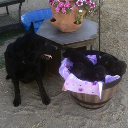 German Shepherd Puppies from War Cry German Shepherds