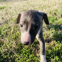 Isabel - White and fawn brindle female Whippet puppy in Kingston, Tennessee from Smithfield Park