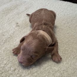 Dean - Red male Cockapoo puppy in Sheridan, Missouri from Shepherdsfold’s Cockapoos