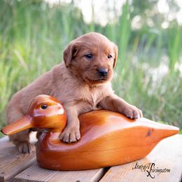 Girl 3 - Dark golden Golden Retriever puppy in Anderson, California from Redtail Golden Retrievers