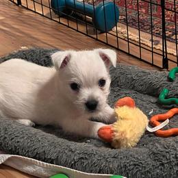 Male 2 - White male West Highland White Terrier puppy in Asheville, North Carolina from Westies of NC Highlands