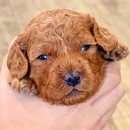 Tan - Red  male Goldendoodle puppy in Mesa, Arizona from Tails and Trails Doodles