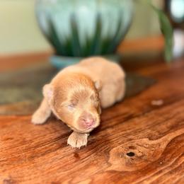 Boy b - Lavender male Pomeranian puppy in Knoxville, Tennessee from Thea's Puppies