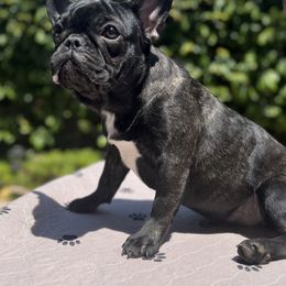 French Bulldog puppies from Jesikah408