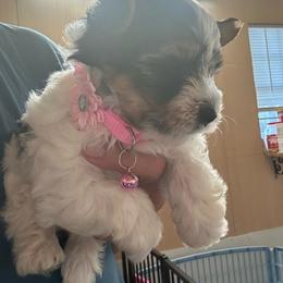 Girl 2 (1800) - Parti female Yorkshire Terrier puppy in Douglas, Georgia from Southern Georgia Yorkies and biewers