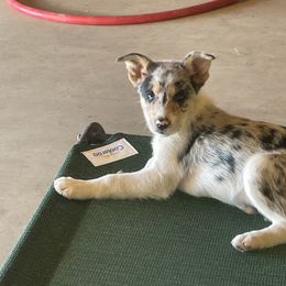Yellow collar - Slate merle Border Collie puppy in Kenefic, Oklahoma from Woolly Farms