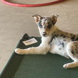 Yellow collar - Slate merle Border Collie puppy in Kenefic, Oklahoma from Woolly Farms