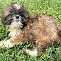 Sampson - Tricolor male Shih Tzu puppy in Saint Johns, Florida from BEH Puppies LLC