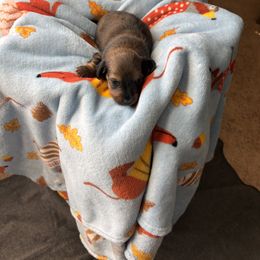 Dachshund Puppies from Ginny’s Family Dachshunds
