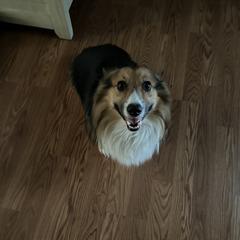 Archie - Pembroke Welsh Corgi