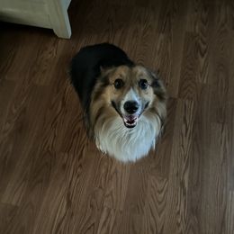 Archie - Pembroke Welsh Corgi