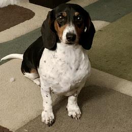Pattee - Dachshund