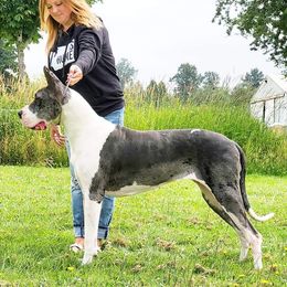 Treasure - Great Dane
