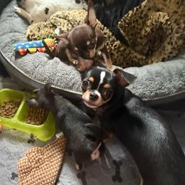 Coco - Chihuahua