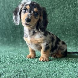 Storm - Dapple male Dachshund puppy in Pflugerville, Texas from Dream A Dream Dachshunds