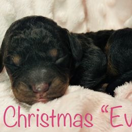Eve - Goldendoodle puppy in Cameron, South Carolina from The Farmer and The Doods