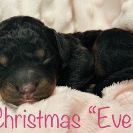 Eve - Goldendoodle puppy in Cameron, South Carolina from The Farmer and The Doods