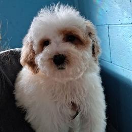 Millie - Parti female Goldendoodle puppy in Milwaukwe, Wisconsin from Wisconsin Doodles