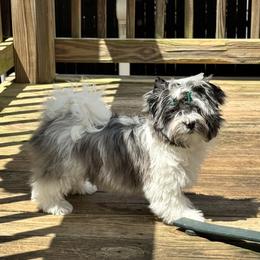 Biewer Terrier, Cavalier King Charles Spaniel, and Russian Salon Dog Puppies from Kilmaren Cavaliers and Born in the USA Biewer Terriers