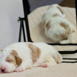 Sleepy - male Australian Mountain Doodle puppy in Decatur, Illinois from Signature Doodles