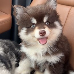 Annie - Chocolate female Pomsky puppy in Sturgis, Kentucky from Furever Pomskies