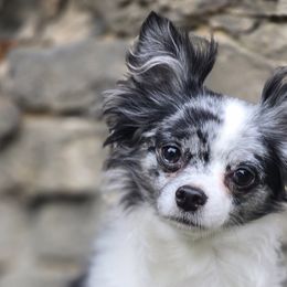 Border Collies and Chihuahuas from Riverwood