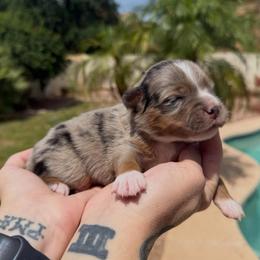Flash - Blue merle male Miniature American Shepherd puppy in Tucson, Arizona from Outlaw Minis