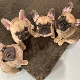French Bulldog Puppies from Margaret Valentine