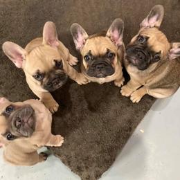 French Bulldog Puppies from Margaret Valentine