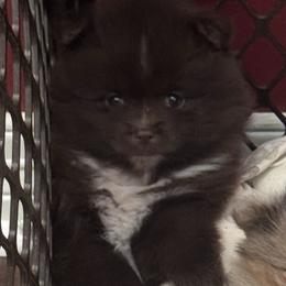 Nina - Chocolate female Pomeranian puppy in Kilgore, Texas from 5 Star Poms