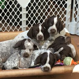 German Shorthaired Pointer Puppies from Wyndbourne German Shorthaired Pointers