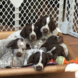 German Shorthaired Pointer Puppies from Wyndbourne German Shorthaired Pointers