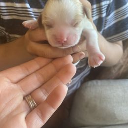 Boy 3 - Cavalier King Charles Spaniel puppy in Otsego, Minnesota from Heartland Cavaliers